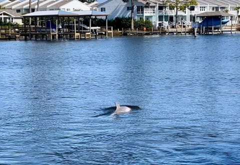 Dolphin Days Lagoon Retreat House in Lower Grand Lagoon