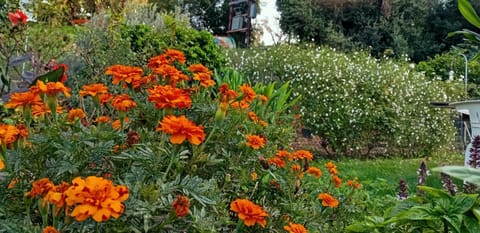 Garden, Garden view