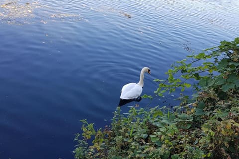 Idyllic flat over River Lea Apartment in London Borough of Hackney