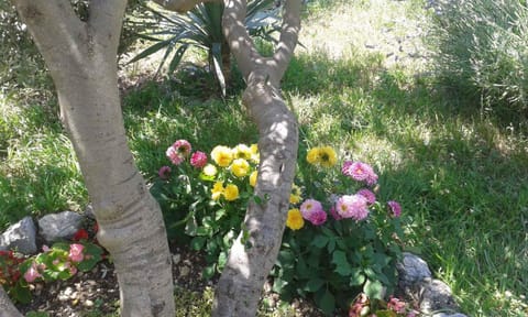 Facade/entrance, Summer, Garden