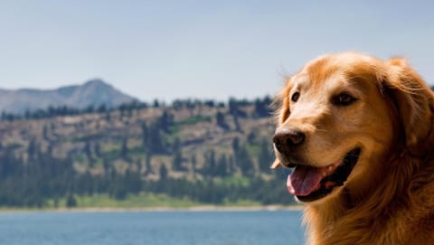 Creekside Cabin Pup-friendly With Ac House in Shaver Lake