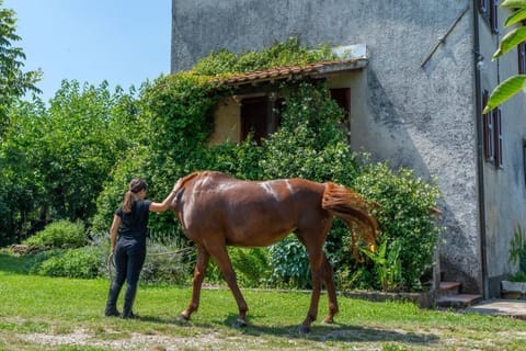 Property building, Garden, Horse-riding, Animals