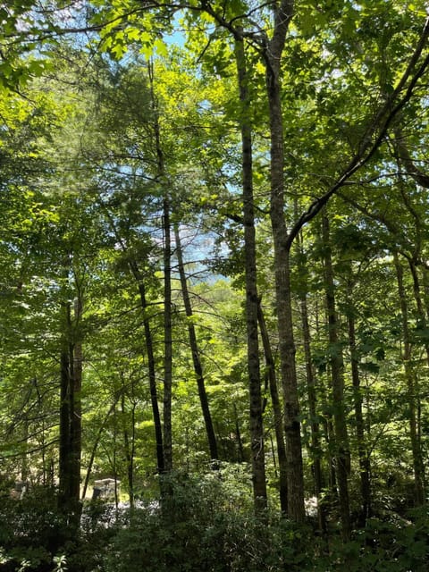 Nees Nest House in Lake Lure