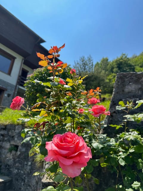 Spring, Day, Garden, Garden view