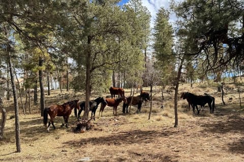 Twin Pines Casita - Big Yard, View, Porch, Hot Tub, & Charm House in Ruidoso