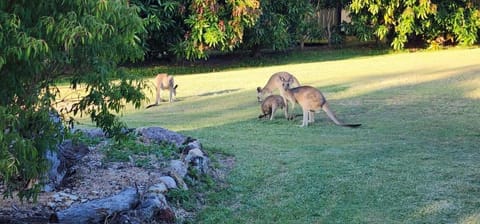 Roo Or 2 on Streeter House in Agnes Water