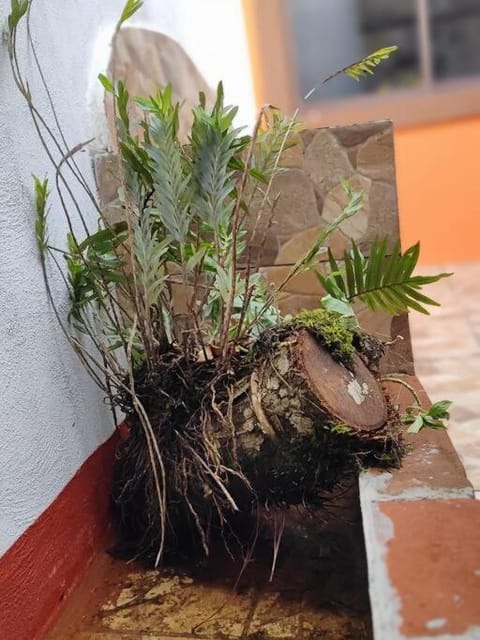 La casita de mamá Apartment in Cuetzalan