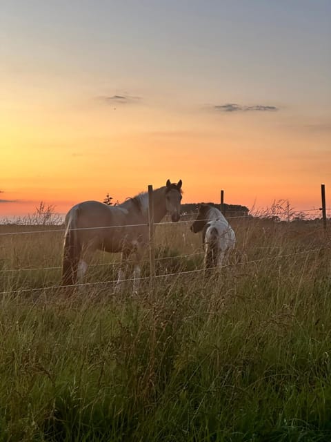 Animals, Sunset