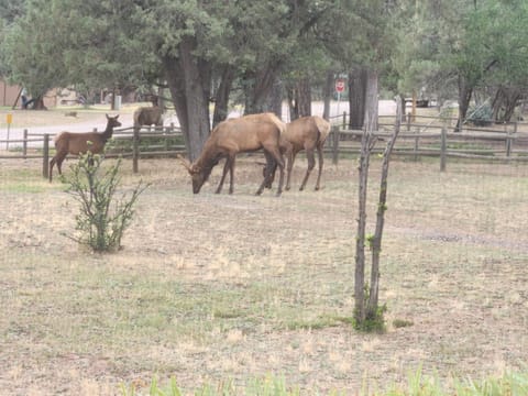 Old County Pine Casa in Pine