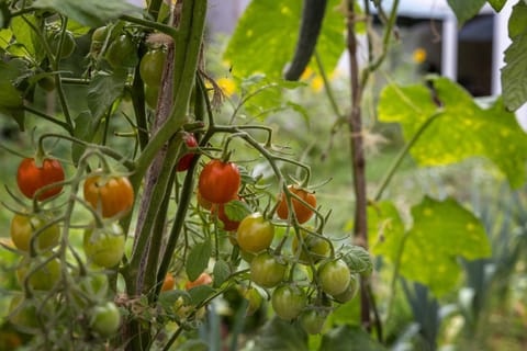 Garden, Food