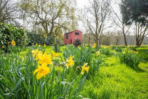 Riverside Cottage and Shepherds Hut House in Babergh District