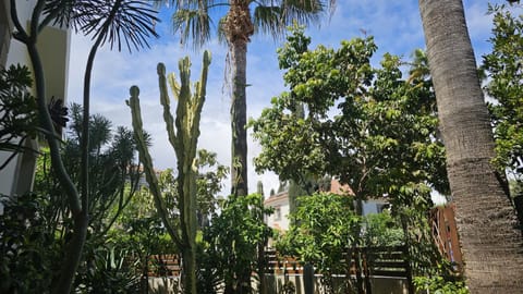 Patio, Garden, Garden view