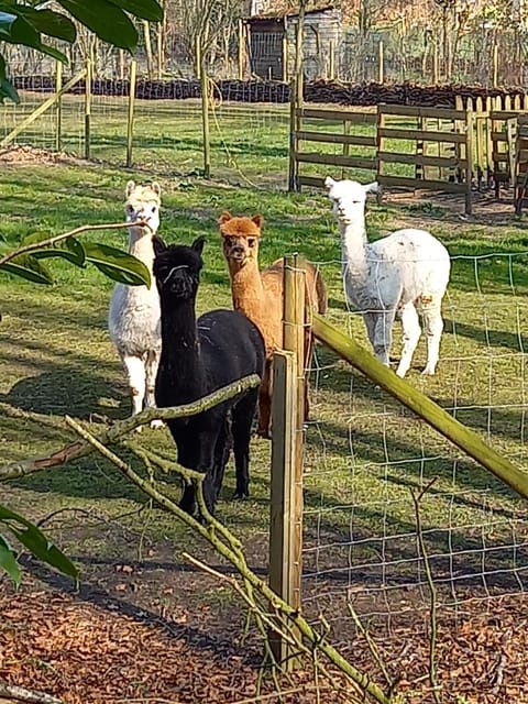 Animals, Garden view