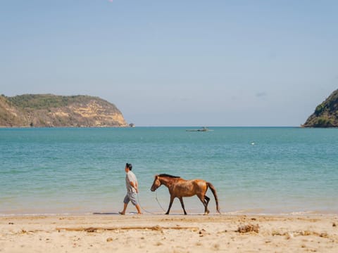 Day, People, Natural landscape, Horse-riding, Beach, Animals, Sea view, children, group of guests