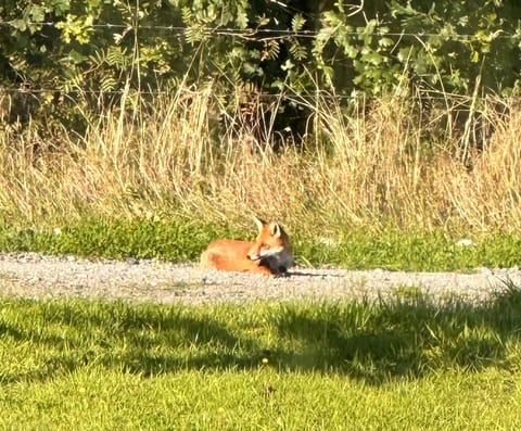 Animal Farm and Forest Apartment in Westmeath, Co. Westmeath, Ireland