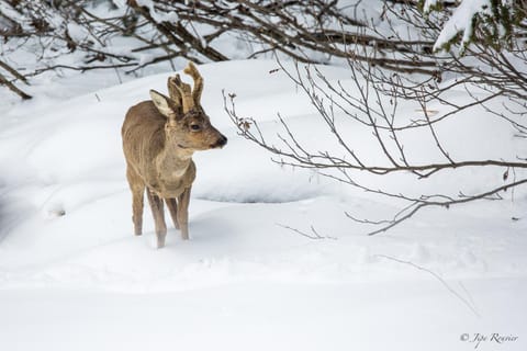 Winter, Other, Animals