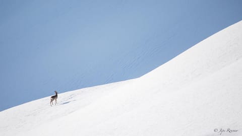 Winter, Skiing, Animals