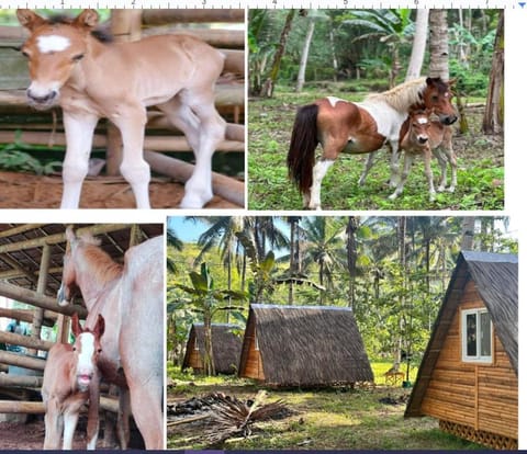 GGG Family HORSE Farm Campground/ 
RV Resort in Cagayan de Oro