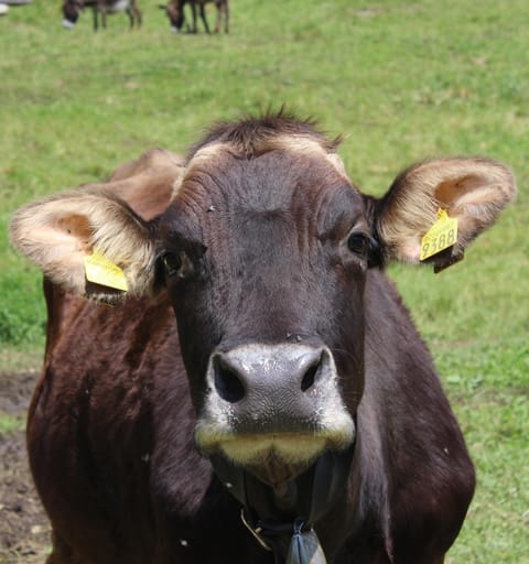 Agriturismo al Marter Farm Stay in Ledro