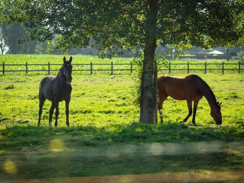 Huis Leon Bed and Breakfast in Flanders