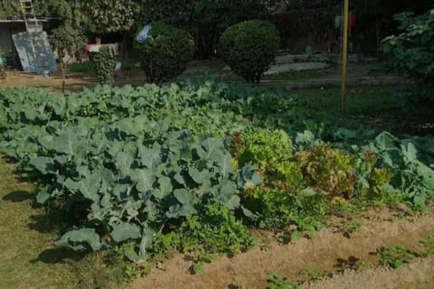 Day, Garden, Garden view