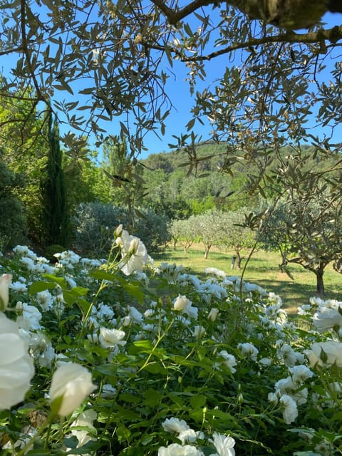 Natural landscape, Garden, Garden view