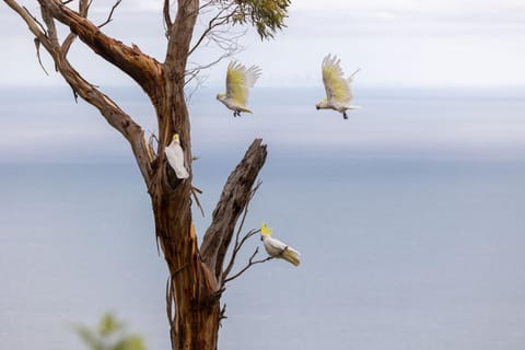 Dream Views at Arthurs Seat B & B Bed and Breakfast in Dromana