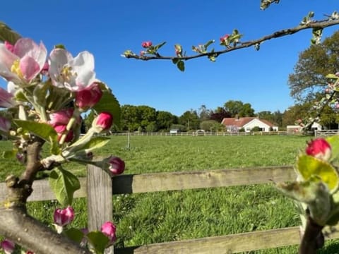 Spring, Day, Natural landscape, Garden, Garden view