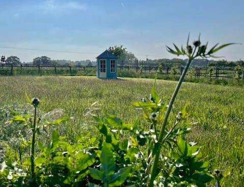 Day, Natural landscape, Garden view