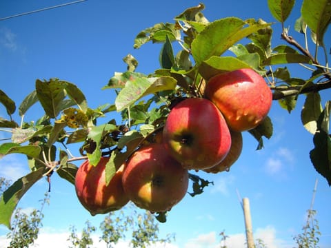 Garden, Food