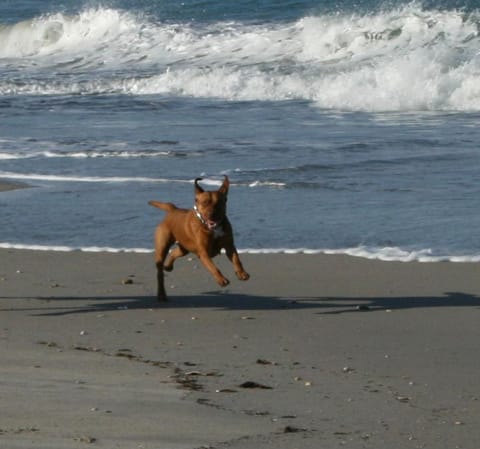 All Pets Welcome, Across From Beach, Tiki Hut House in Hutchinson Island