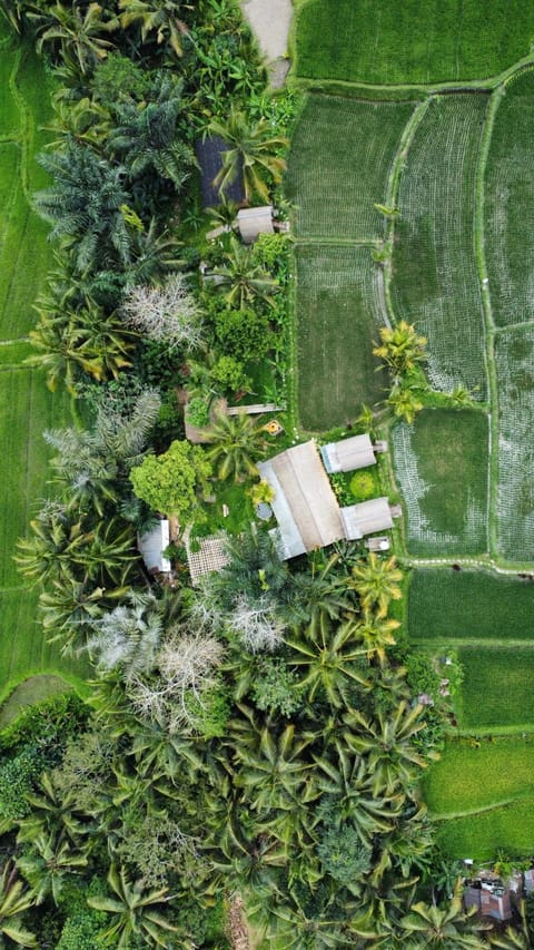 Day, Natural landscape, Bird's eye view, Garden, Garden view