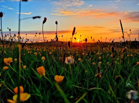 Garden, Sunset