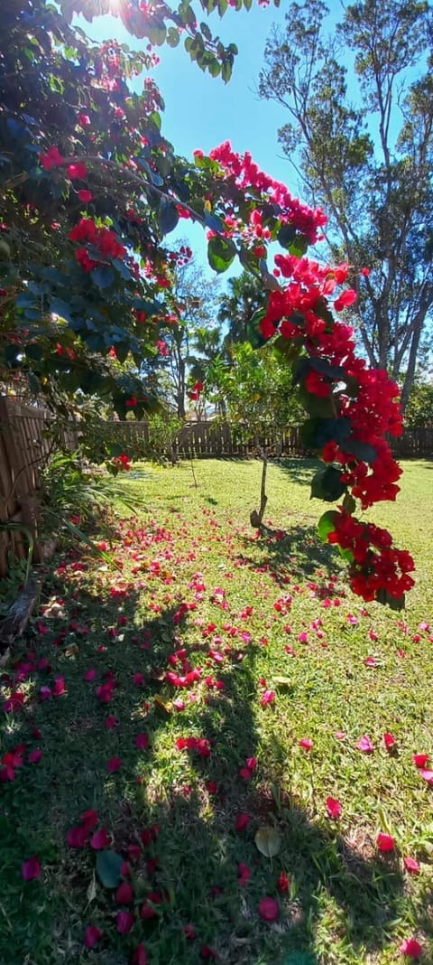 Spring, Garden