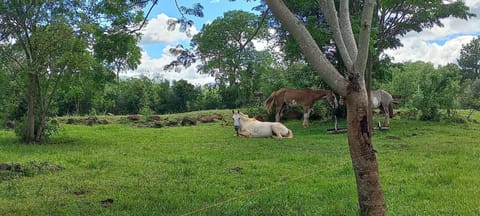 Garden, Horse-riding