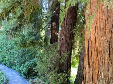 Redwood Garden House in Arden-Arcade