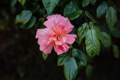 Spring, Day, Garden, Garden view