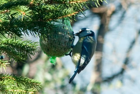 Property building, Animals