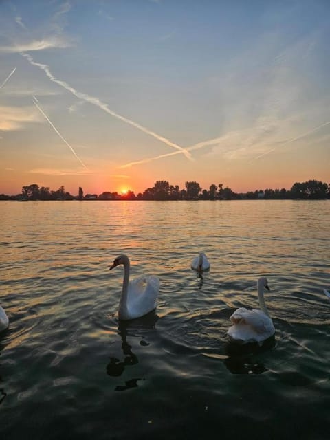 View (from property/room), Animals, River view, Sunset