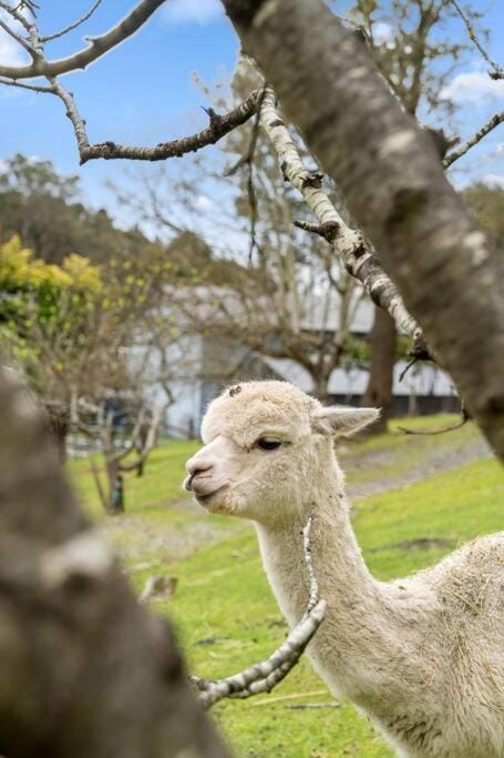 Carawatha on The Range - Unique Farm Stay House in Adelaide