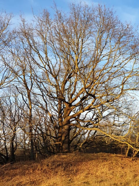 Seesternchen Apartment in Ostholstein