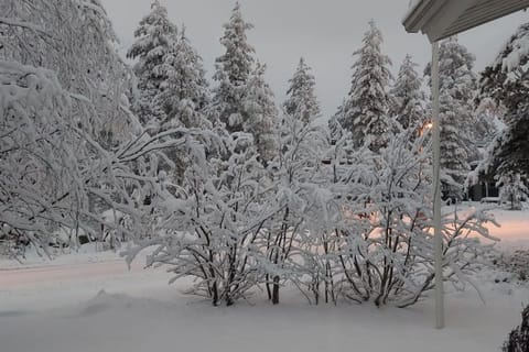 House between pines Villa in Rovaniemi