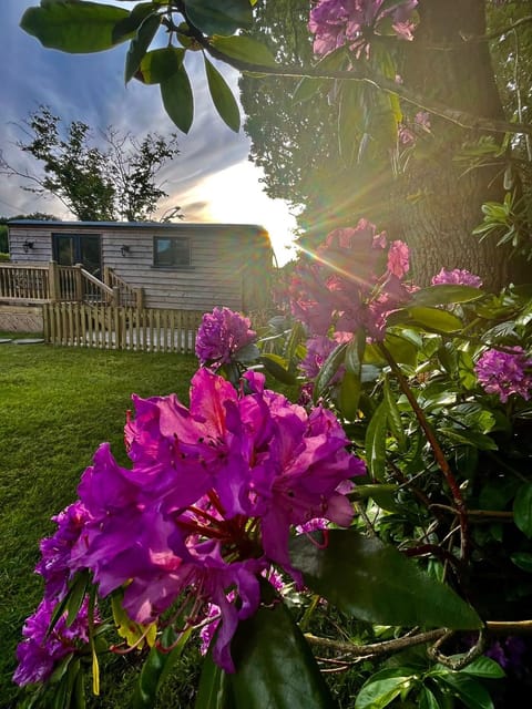 Spring, Day, Garden, Garden view