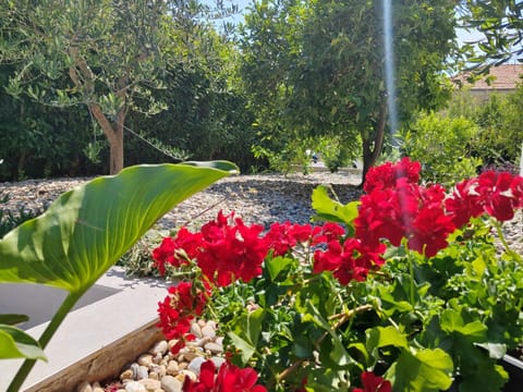 Spring, Garden