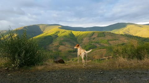 Hiking, Pets, Pets