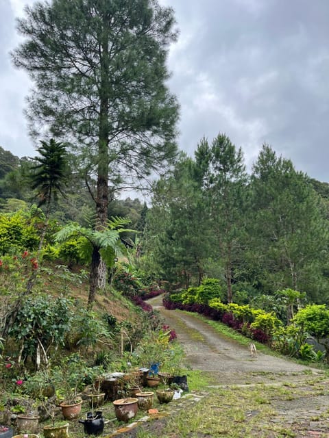 Natural landscape, Garden, Garden view, Mountain view