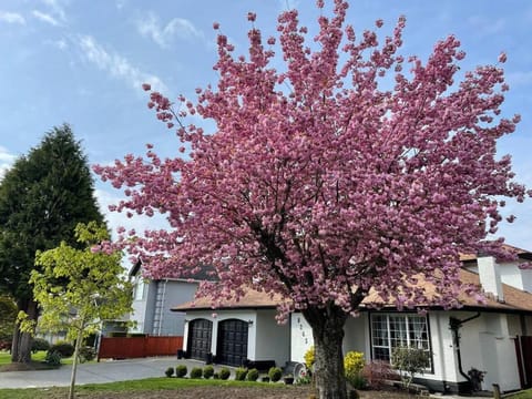 Property building, Spring