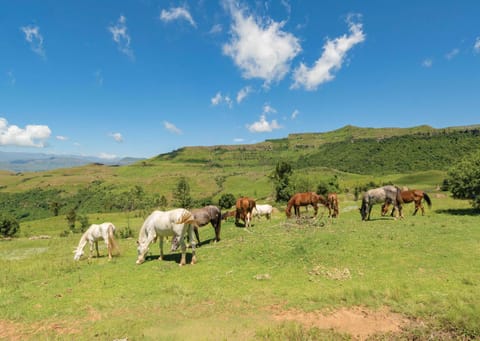 Natural landscape, Activities, Horse-riding, View (from property/room), Animals, Mountain view