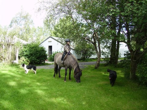 Day, Horse-riding, young children