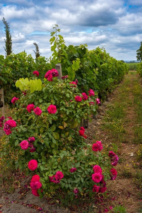 Château Vieux Clos Saint Émilion Bed and Breakfast in Saint-Émilion